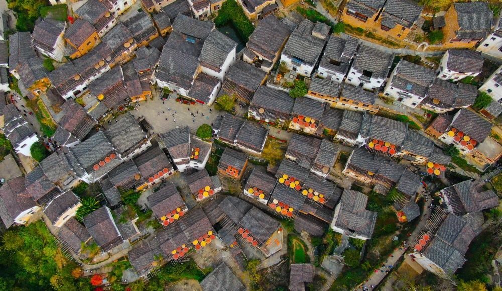 這是婺源縣江灣鎮(zhèn)篁嶺村的曬秋景象（2019年11月7日攝）。