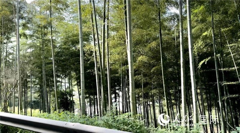 沿途中的竹林。人民網(wǎng)記者 周雨攝