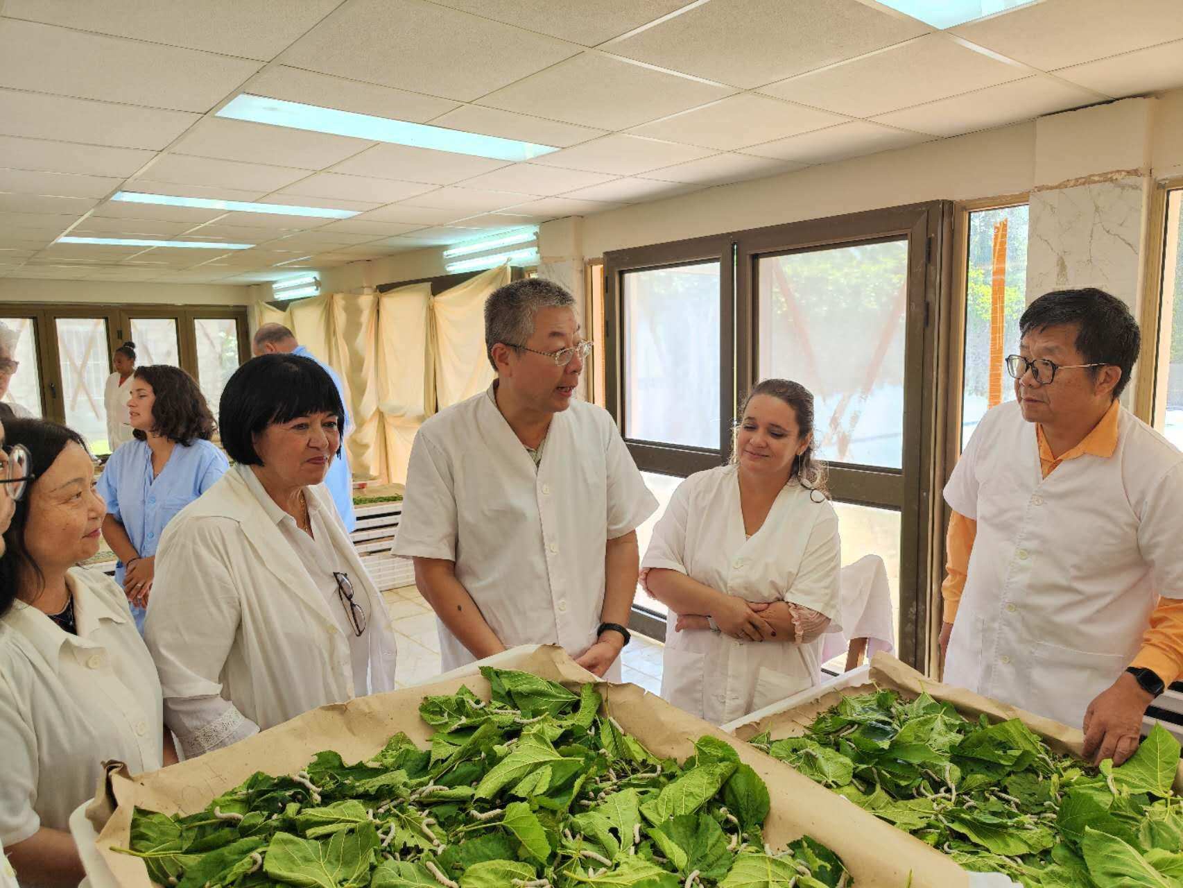 2023年5月23日，中國駐古巴大使馬輝考察古中蠶?？萍己献髦行?。來源：中國駐古巴大使館官網(wǎng)