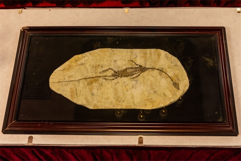 潛龍化石。國家文物局供圖