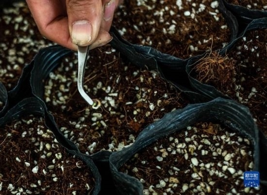 云南錦科花卉工程研究中心里已經(jīng)發(fā)芽的太空種子（4月3日攝）。