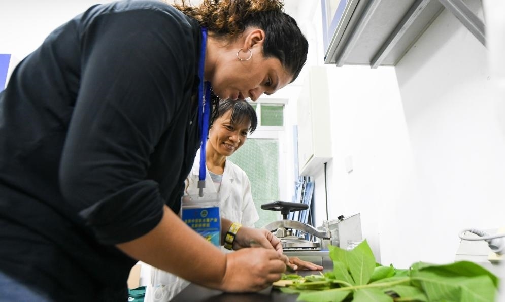 9月17日，來自哥倫比亞的研修班學(xué)員埃文·奧拉亞（左）在中國專家的指導(dǎo)下學(xué)習(xí)實操木薯組培快速繁育技術(shù)。