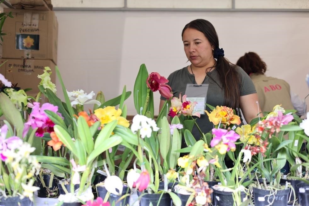 9月14日至17日，哥倫比亞首都波哥大舉辦蘭花展。