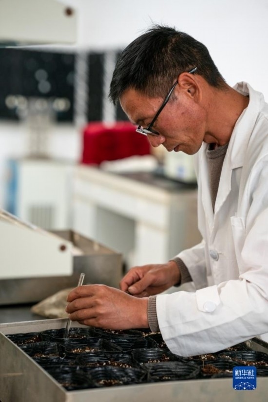 技術(shù)員田連通在實(shí)驗(yàn)室播種太空種子（4月3日攝）。