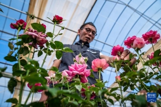 在云南省安寧市現(xiàn)代農(nóng)業(yè)園區(qū)玫瑰種植示范園，技術(shù)員田連通觀察玫瑰花（10月20日攝）。