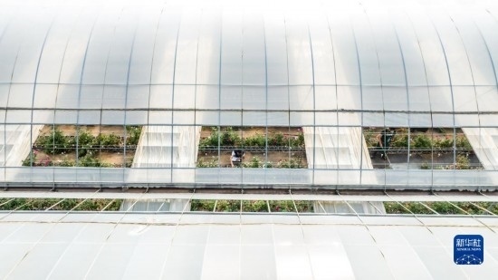 云南省安寧市現(xiàn)代農(nóng)業(yè)園區(qū)玫瑰種植示范園一景（無人機(jī)照片，10月20日攝）。