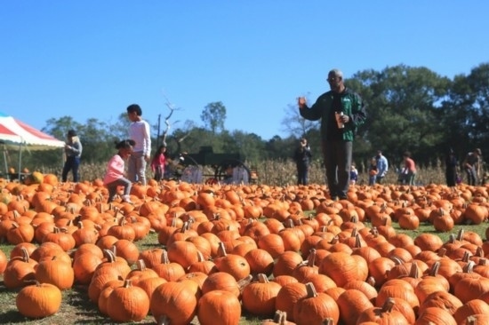  2020年10月31日，在美國新奧爾良市，人們?cè)谀瞎限r(nóng)場(chǎng)里玩耍。新華社發(fā)（魏蘭攝）