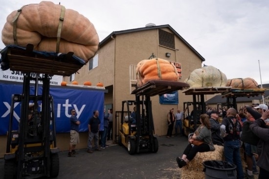  10月9日，在美國加利福尼亞州圣馬特奧縣半月灣舉行的南瓜稱重大賽現(xiàn)場(chǎng)，人們圍觀參賽的南瓜。新華社發(fā)（李建國攝）