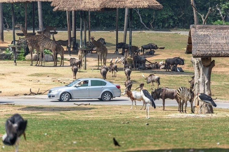長隆野生動物世界園區(qū)內(nèi)，各類動物生活在一起。鄧泳怡 攝