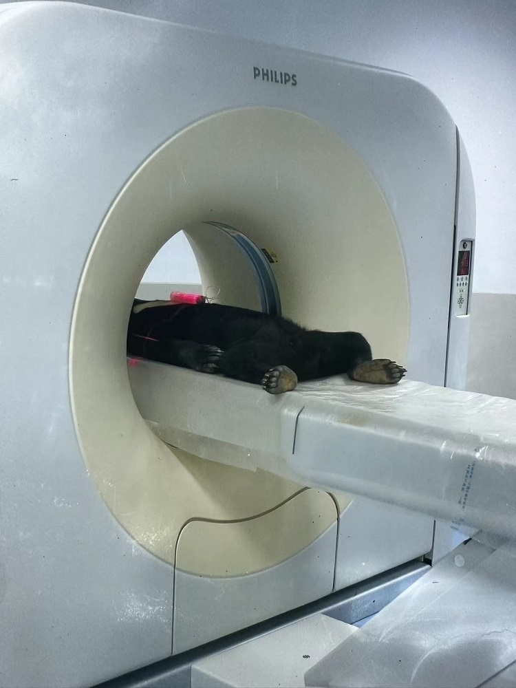 長隆野生動物世界的動物醫(yī)院內(nèi)，馬來熊在做核磁共振檢查。人民網(wǎng)記者 李舫攝