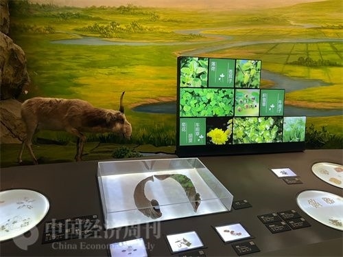  （中醫(yī)藥博物館展出的各類中藥材令人應(yīng)接不暇。中國(guó)經(jīng)濟(jì)周刊記者 郭志強(qiáng) 攝）