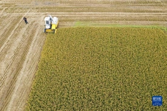 11月4日，在南通市通州區(qū)十總鎮(zhèn)育民村農(nóng)場，一臺設(shè)置好參數(shù)的無人收割機(jī)在工作中（無人機(jī)照片）。