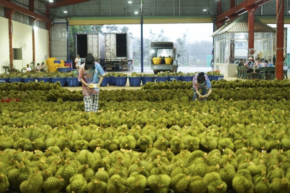 2023年9月15日，在越南多樂省一家榴蓮加工廠，工人在給即將出口到中國的榴蓮包裝貼牌。隨著《區(qū)域全面經濟伙伴關系協(xié)定》紅利釋放，中國—東盟貿易規(guī)模進一步擴大。越來越多東盟國家的優(yōu)質水果便捷地進入中國市場，走上消費者的餐桌。