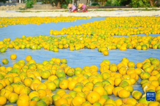 11月25日在廣東省江門市新會區(qū)拍攝的在空地上晾曬的新會柑皮。