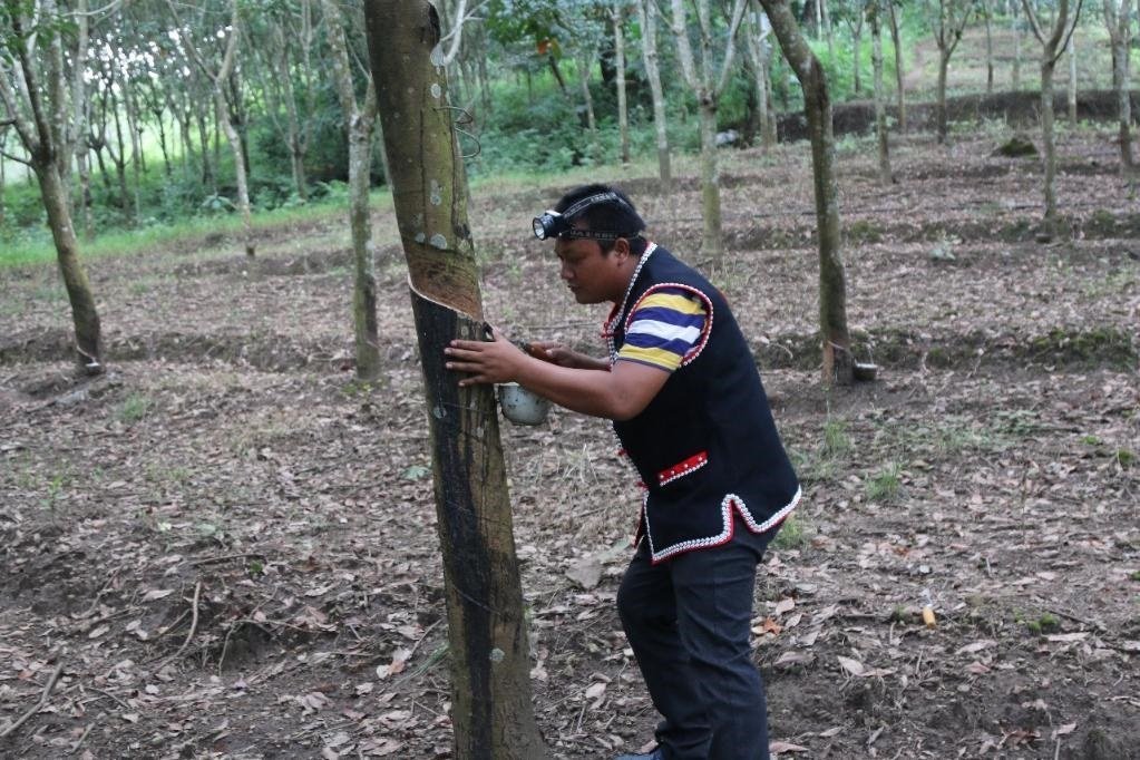 2017年10月，云南省永德縣團(tuán)樹村佤族膠農(nóng)蔣文富在割膠