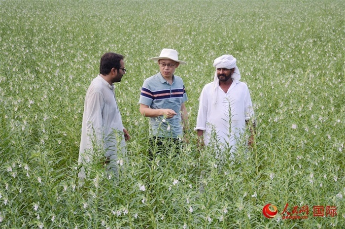 中巴經(jīng)濟(jì)走廊農(nóng)業(yè)合作中心負(fù)責(zé)人席建龍(中)與巴基斯坦當(dāng)?shù)剞r(nóng)戶在芝麻種植園交流作物生長情況。人民網(wǎng)記者薩義德·邁赫迪攝
