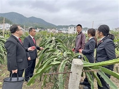  圖④：岑溪法院糯垌法庭法官深入轄區(qū)火龍果基地調(diào)研。