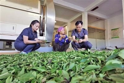  圖③：蒼梧法院六堡法庭法官深入茶企了解企業(yè)生產(chǎn)經(jīng)營情況。