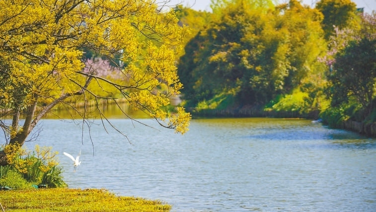  碧波蕩漾 浙江嘉興市海鹽縣望海街道永福社區(qū)荷花池，一汪碧水波光粼粼，風光旖旎。當?shù)厥冀K堅持綠色發(fā)展，促進人與自然和諧共生。 肖弗勒模具（嘉興）有限公司德國籍經(jīng)理 湯姆·魯特納攝 “當?shù)卮迕窀嬖V我，如今環(huán)境變好了，茶余飯后，大家都會到河邊散散步，欣賞美景，和鄰居聊聊天。我想，好生態(tài)是大自然的饋贈，更是長三角地區(qū)大力治理生態(tài)環(huán)境的結(jié)果。希望美麗中國的綠色發(fā)展之路越走越好?！? /></p> <p style=