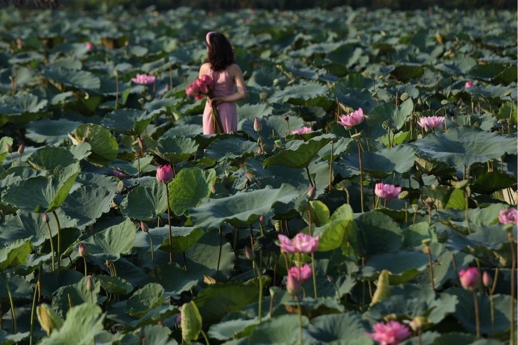 這是2020年7月15日，一名女子在越南首都河內(nèi)西湖畔的荷花叢中留影。