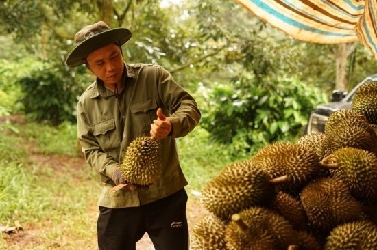 9月15日，在越南多樂省一家榴蓮果園，一名果農初步清潔剛采摘的榴蓮。依托中國-東盟博覽會等平臺，越來越多東盟國家的榴蓮得以更加便捷地進入中國市場，并以更加優(yōu)惠的價格走上消費者的餐桌。（新華社記者胡佳麗攝）