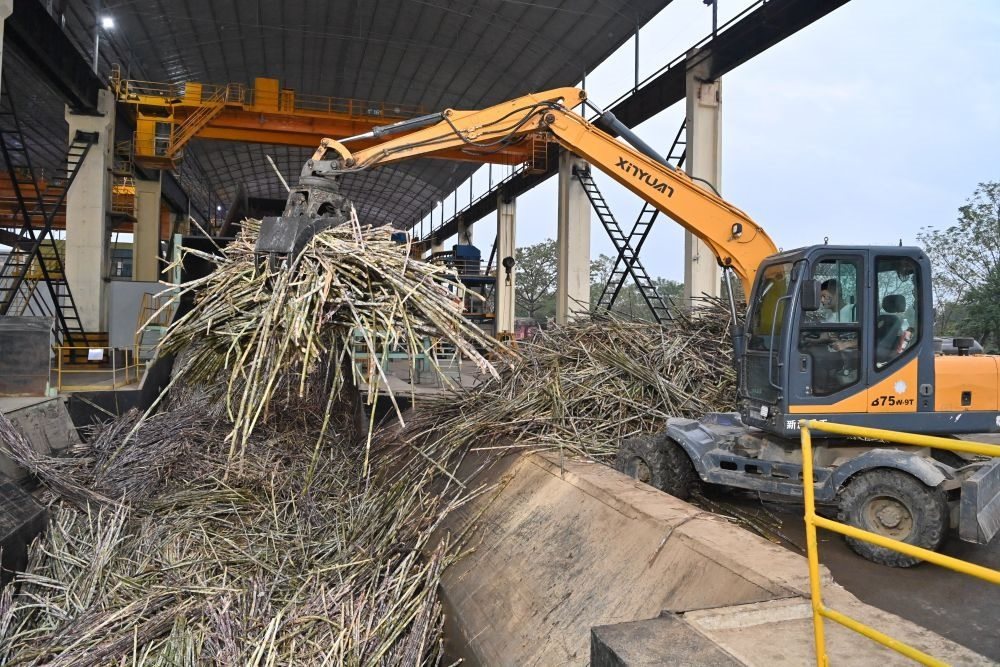 12月14日，在廣西來賓東糖鳳凰有限公司，員工操作機(jī)械將甘蔗投入傳送帶，準(zhǔn)備送往壓榨車間。