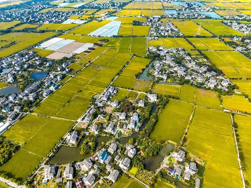 2023年10月22日，浙江海寧市黃灣鎮(zhèn)，金秋時節(jié)，金黃色的稻田與美麗鄉(xiāng)村構(gòu)成一幅寧靜祥和的畫卷。