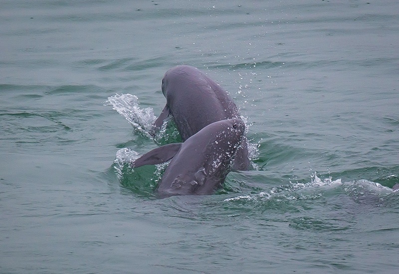 2021年5月10日，在湖北省宜昌市江邊，長江江豚在水中嬉戲。