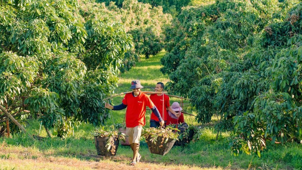 2023年10月，泰國(guó)尖竹汶府的龍眼種植園內(nèi)，采果工人正在運(yùn)輸新采摘的龍眼。（黎銀成攝 新華社發(fā)）
