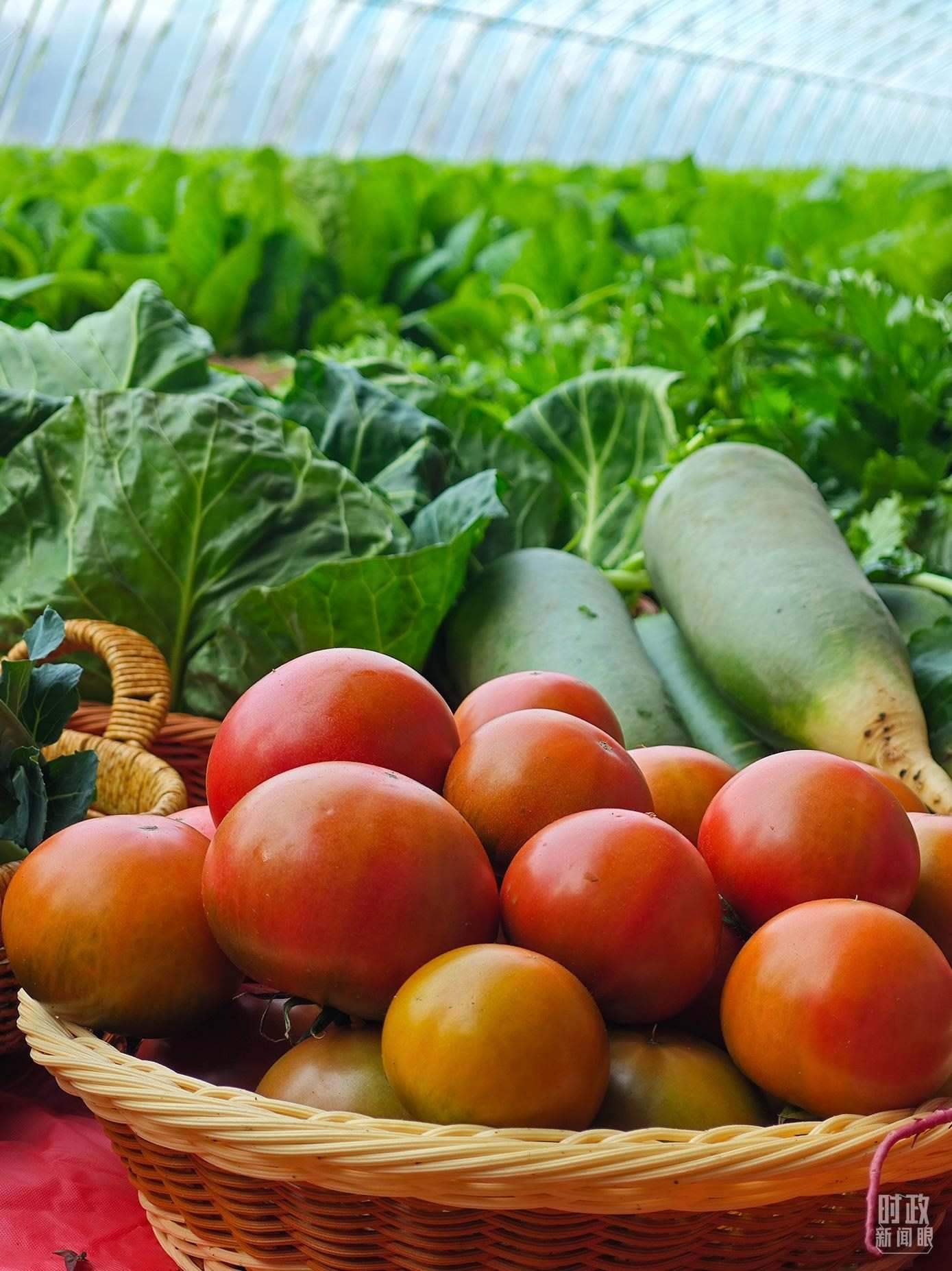 △第六埠村蔬菜大棚，蔬菜收獲頗豐。（總臺(tái)央視記者彭漢明拍攝）