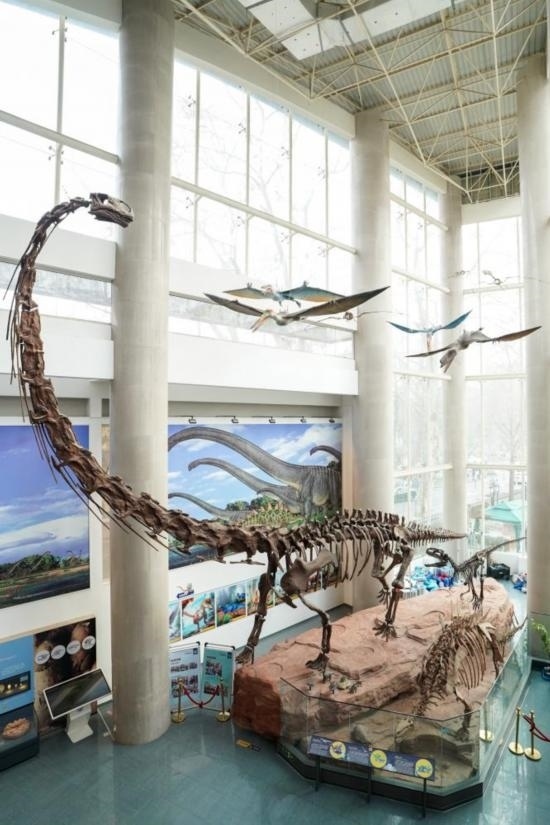 南京古生物博物館展出的馬門溪龍模型。新華社記者李博 攝