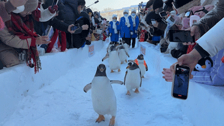“逃學”企鵝漫步哈爾濱中央大街