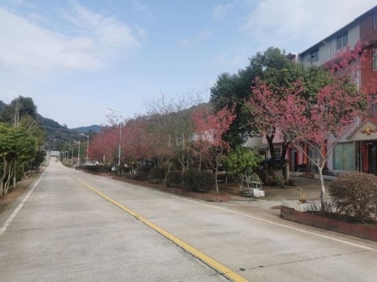 道路兩旁的山櫻花。將樂縣農(nóng)業(yè)農(nóng)村局供圖