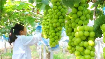 小屯村葡萄園里的陽光玫瑰葡萄。肖俊楠攝