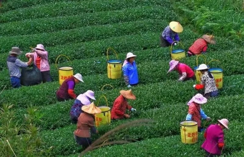 △軍營村茶農(nóng)在茶園采茶。