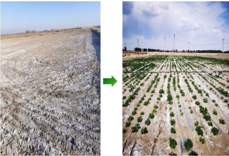 鹽堿地成良田。黃花農(nóng)場供圖