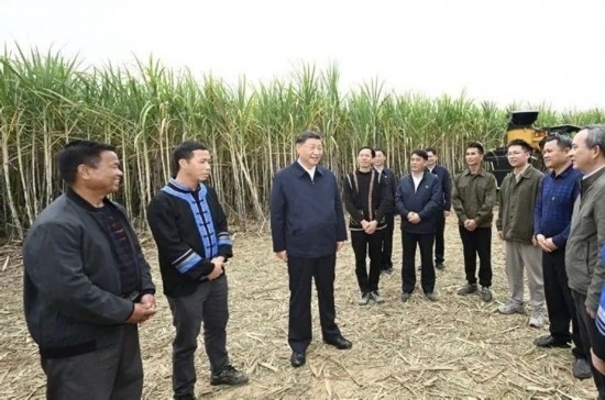 2023年12月14日，習(xí)近平總書記在廣西來賓市國家現(xiàn)代農(nóng)業(yè)產(chǎn)業(yè)園黃安優(yōu)質(zhì)“雙高”糖料蔗基地考察。