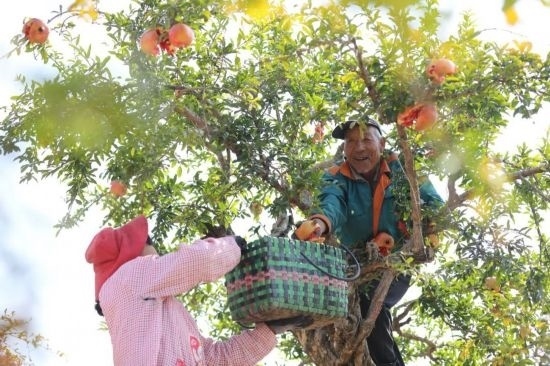 紅彤彤的石榴掛滿枝頭，農(nóng)戶們穿梭在林中采摘，享受著豐收的喜悅。