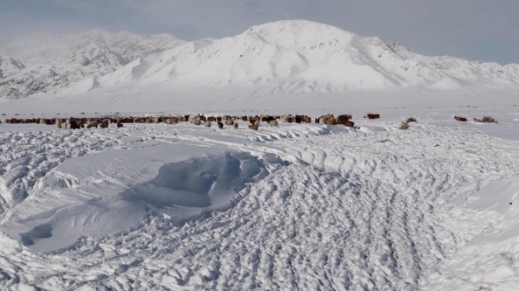蒙古國近日發(fā)生雪災。圖片來源：蒙政府網(wǎng)站