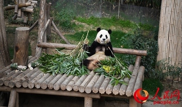 “福寶”享用新鮮的竹子。人民網(wǎng) 李帆攝