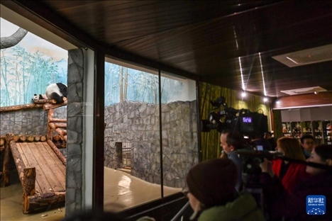 3月8日，人們?cè)诙砹_斯莫斯科動(dòng)物園觀看大熊貓“喀秋莎”（左）和媽媽“丁丁”。新華社記者 曹陽 攝