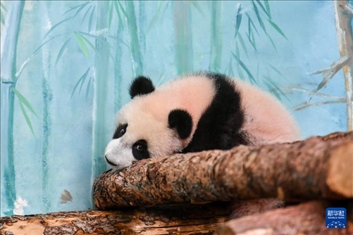 這是3月8日在俄羅斯莫斯科動(dòng)物園拍攝的大熊貓“喀秋莎”。新華社記者 曹陽 攝