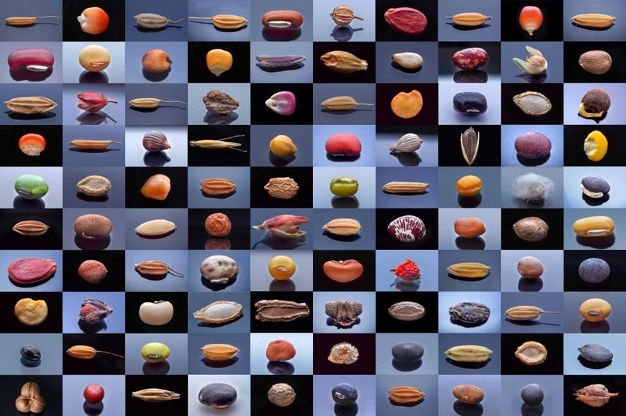 微距鏡頭下，湖南省農(nóng)作物種質(zhì)資源庫(kù)的種子千姿百態(tài)（100個(gè)種子拼版照片）。