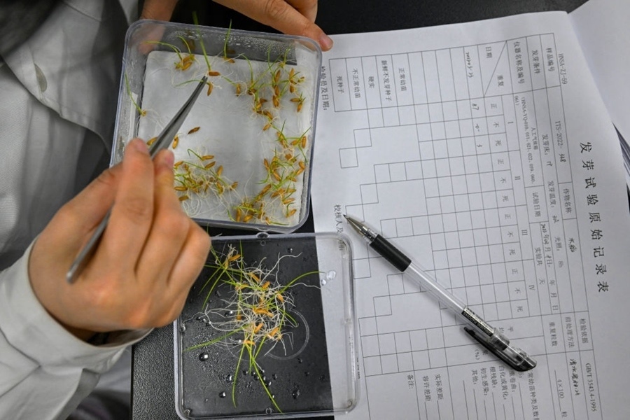 2022年3月23日，在湖南省農(nóng)作物種質(zhì)資源庫(kù)實(shí)驗(yàn)室，檢測(cè)員對(duì)保存的水稻種子進(jìn)行發(fā)芽試驗(yàn)檢測(cè)。