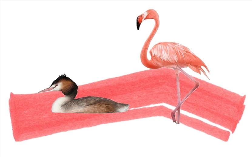 奇跡鳥類（火烈鳥總目）。浙江大學(xué)供圖