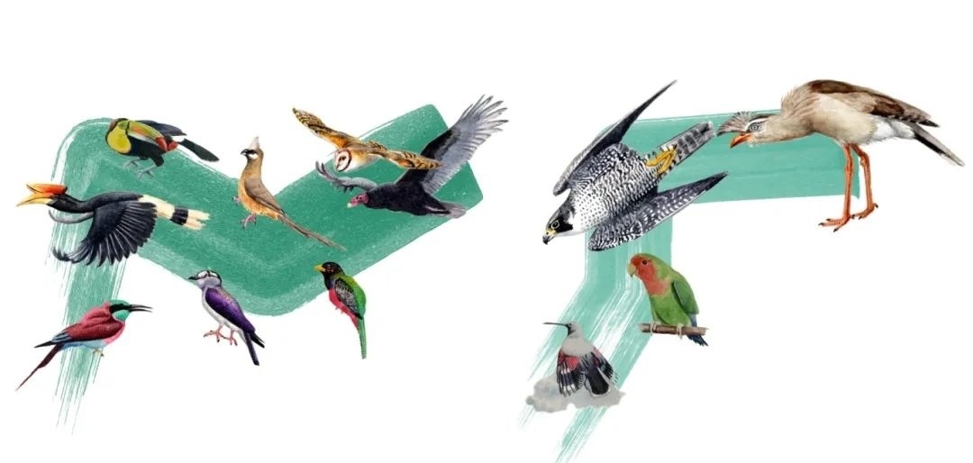 陸鳥類。浙江大學(xué)供圖