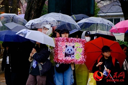 因“福寶”獲得力量和慰藉的年輕粉絲。 人民網(wǎng) 李帆攝