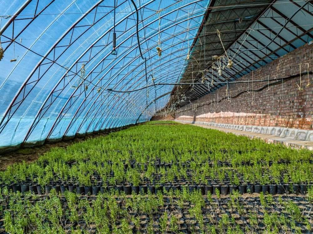 △內(nèi)蒙古一苗圃正在育苗。今年內(nèi)蒙古將投資2200萬元保障“三北”工程種苗供應(yīng)，助力打好“三北”工程攻堅(jiān)戰(zhàn)。