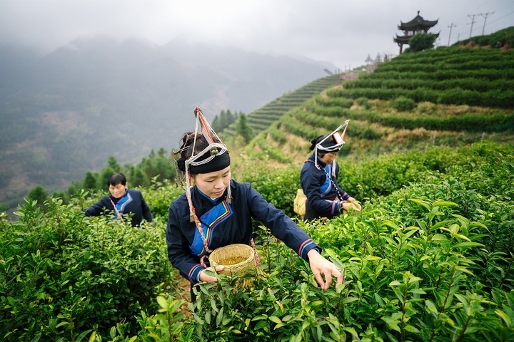 惠明茶采摘。供圖 共享聯(lián)盟·景寧