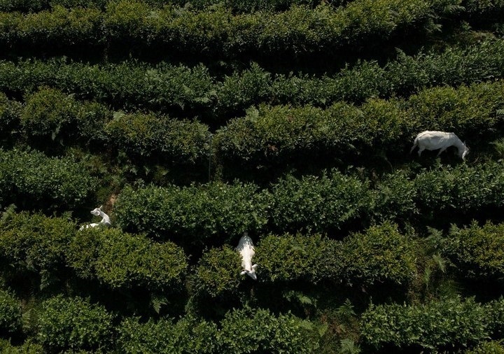 惠明茶園，養(yǎng)羊控草。供圖 共享聯(lián)盟·景寧